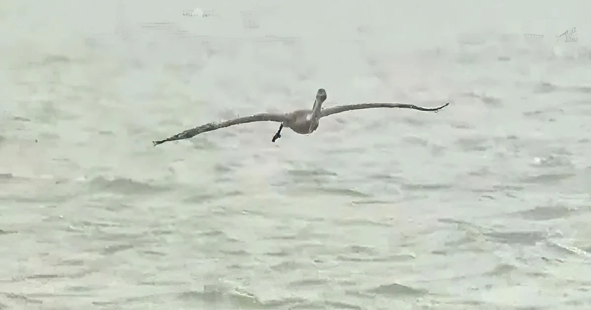 A pelican soars gracefully over a misty, textured water surface.