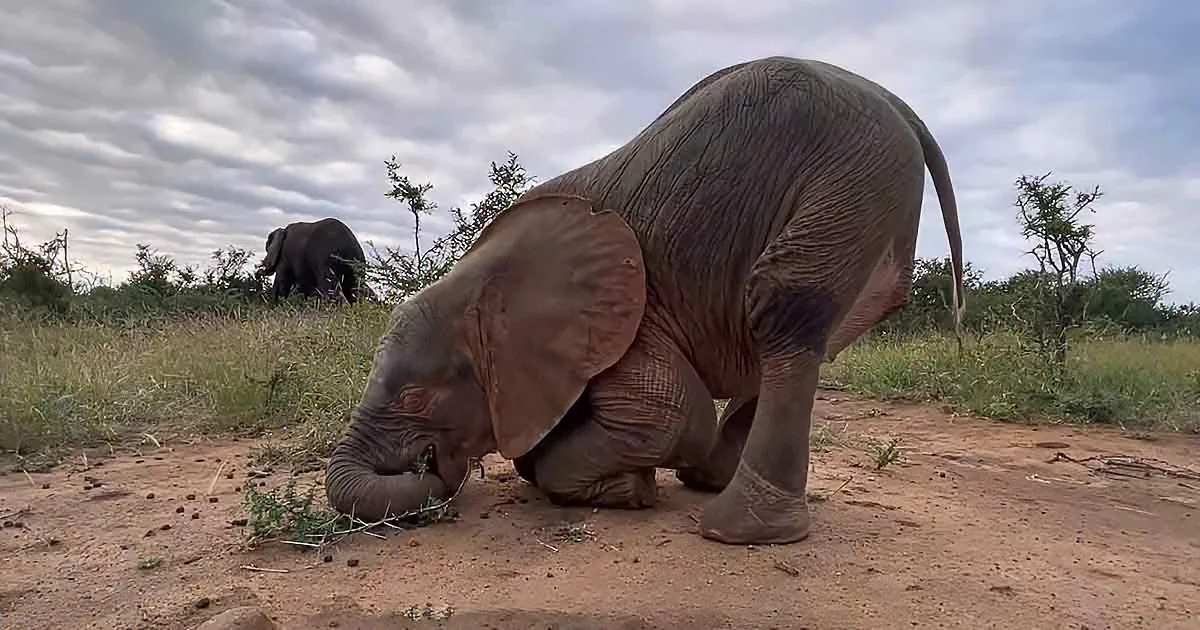 Curious Baby Elephant Entertains With Antics While She Figures out Her Trunk