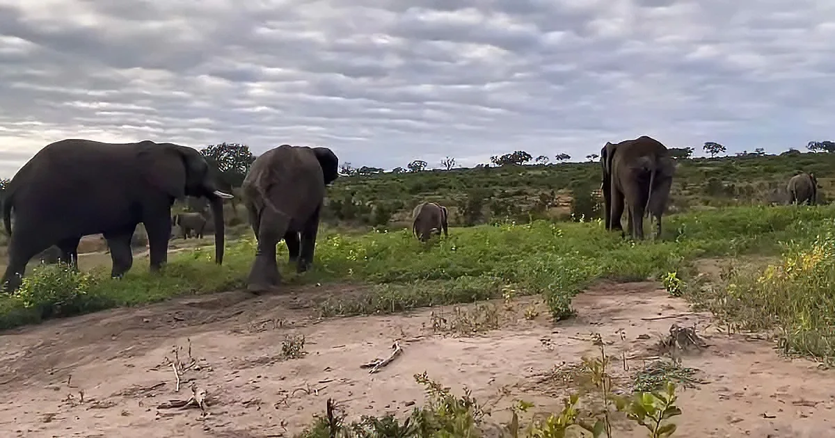 Elephants graze on a grassy plain under a cloudy sky.