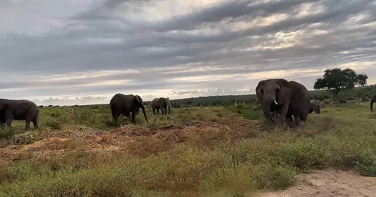 Elephants graze in a grassy savanna under a cloudy sky.