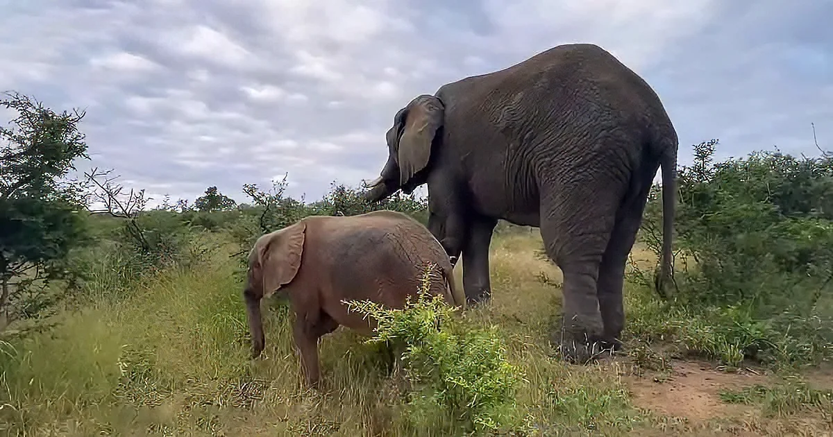 A large elephant and a smaller elephant are standing in a grassy field with trees in the background.