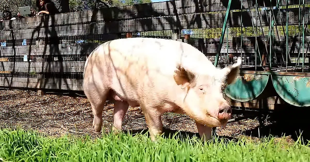 A large, light-colored pig stands on grass near a fence, with a green feeding trough nearby.