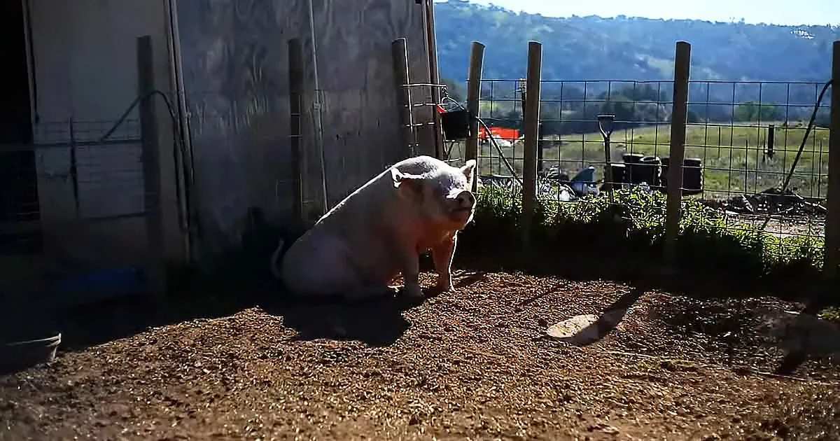 A pig sits in a fenced enclosure with a shovel nearby, surrounded by dirt and greenery.