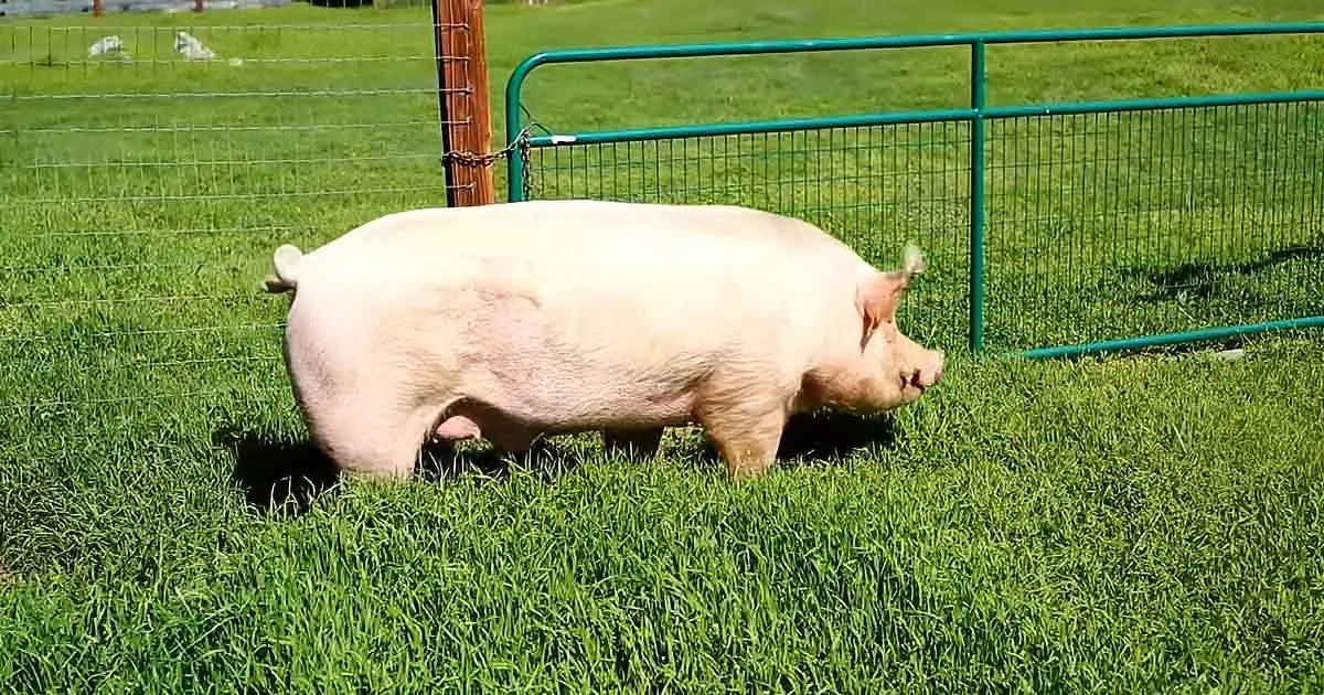 A pink pig stands on green grass near a green metal fence on a sunny day.