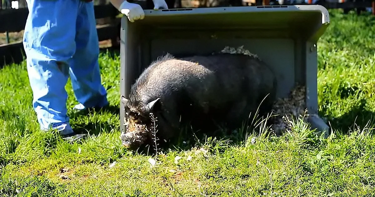 A small black pig emerges from a plastic container in a grassy area, with a person in blue coveralls nearby.