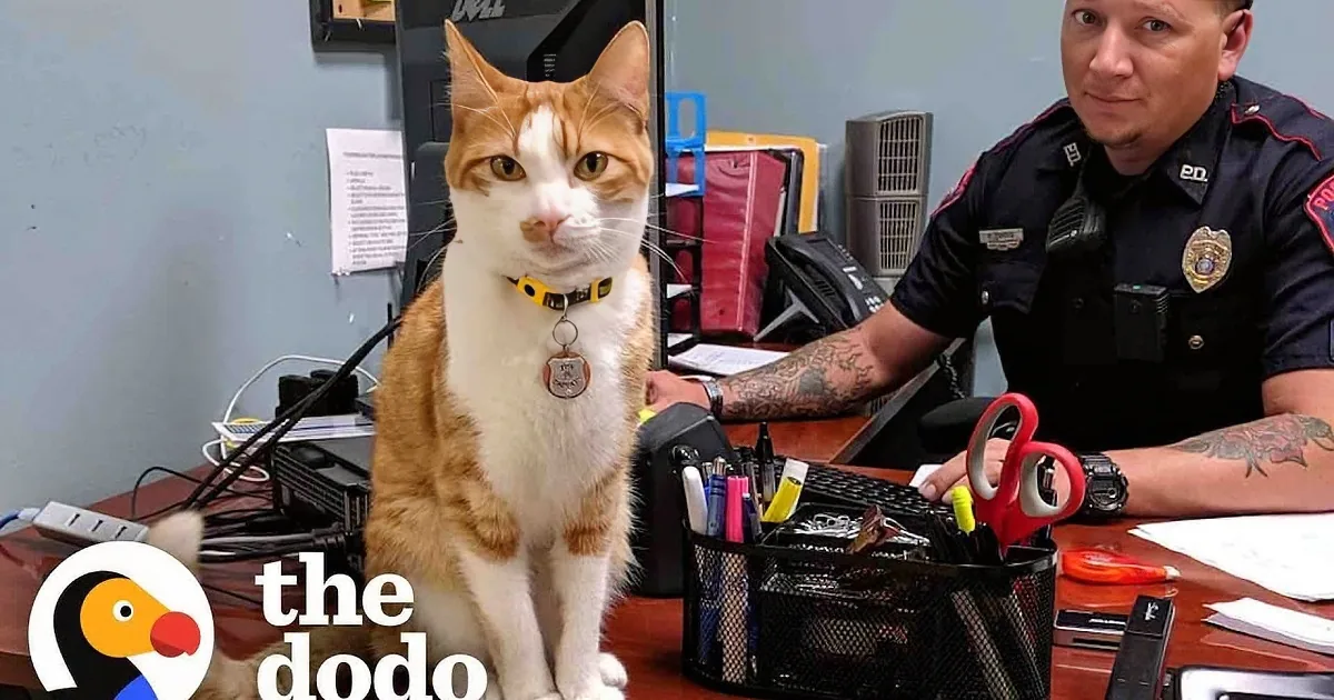 Police Cat Acts as Supervisor, Keeps Close Tabs on Fellow Officers