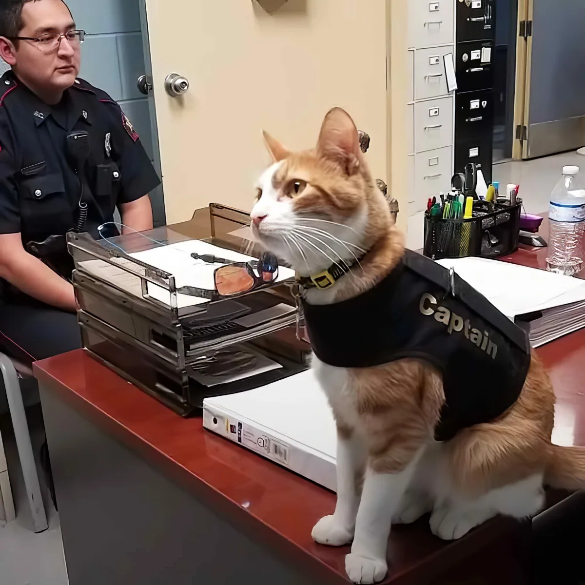 A cat wearing a "Captain" vest sits on a desk, looking to the side, with a police officer in uniform nearby.