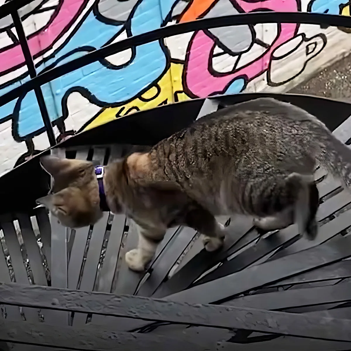 A cat wearing a purple collar walks on a metal grate with colorful graffiti in the background.