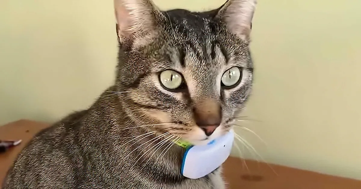 Cat's GPS Collar Reveals His Deepest Secret