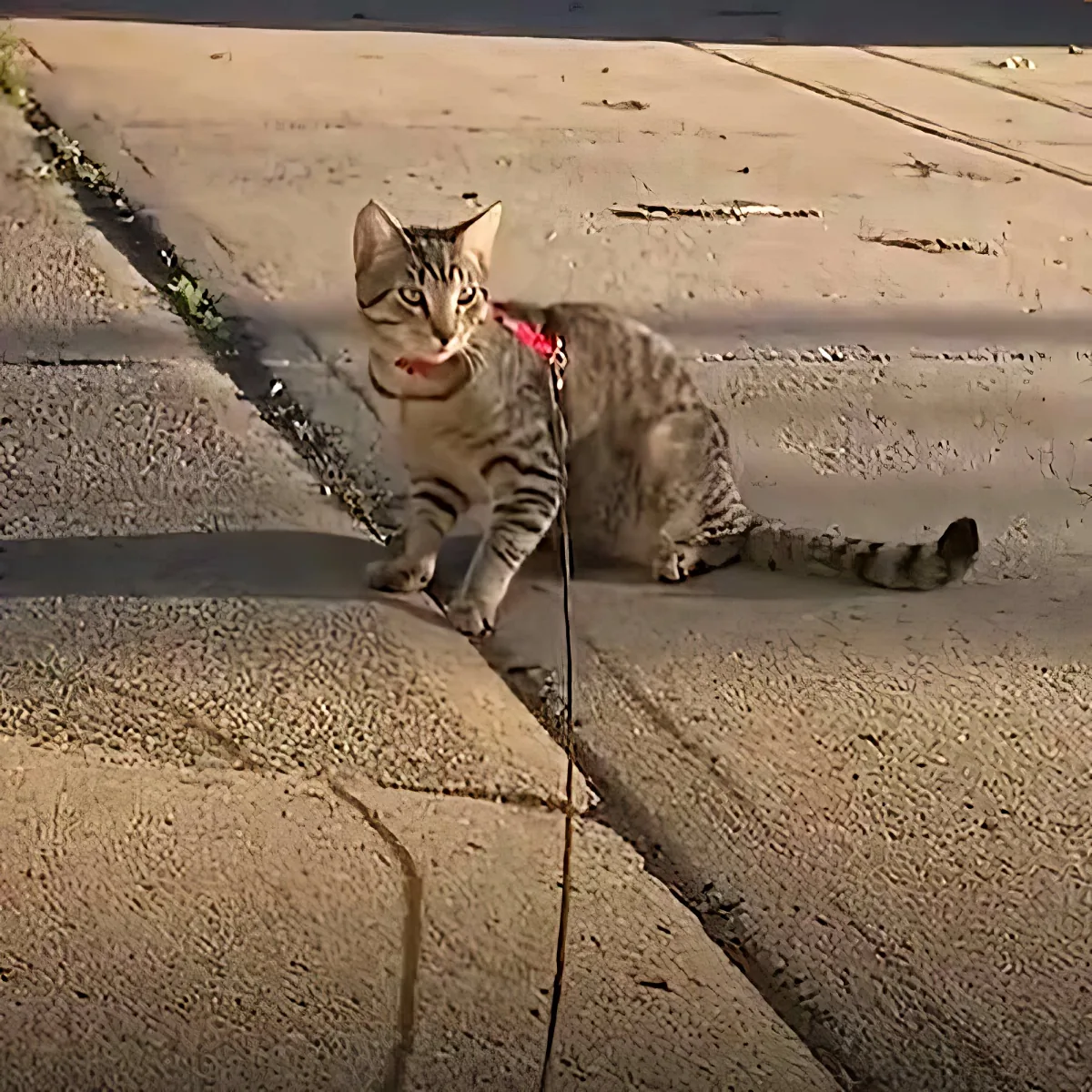 A tabby cat wearing a red harness and leash is sitting on a concrete surface.