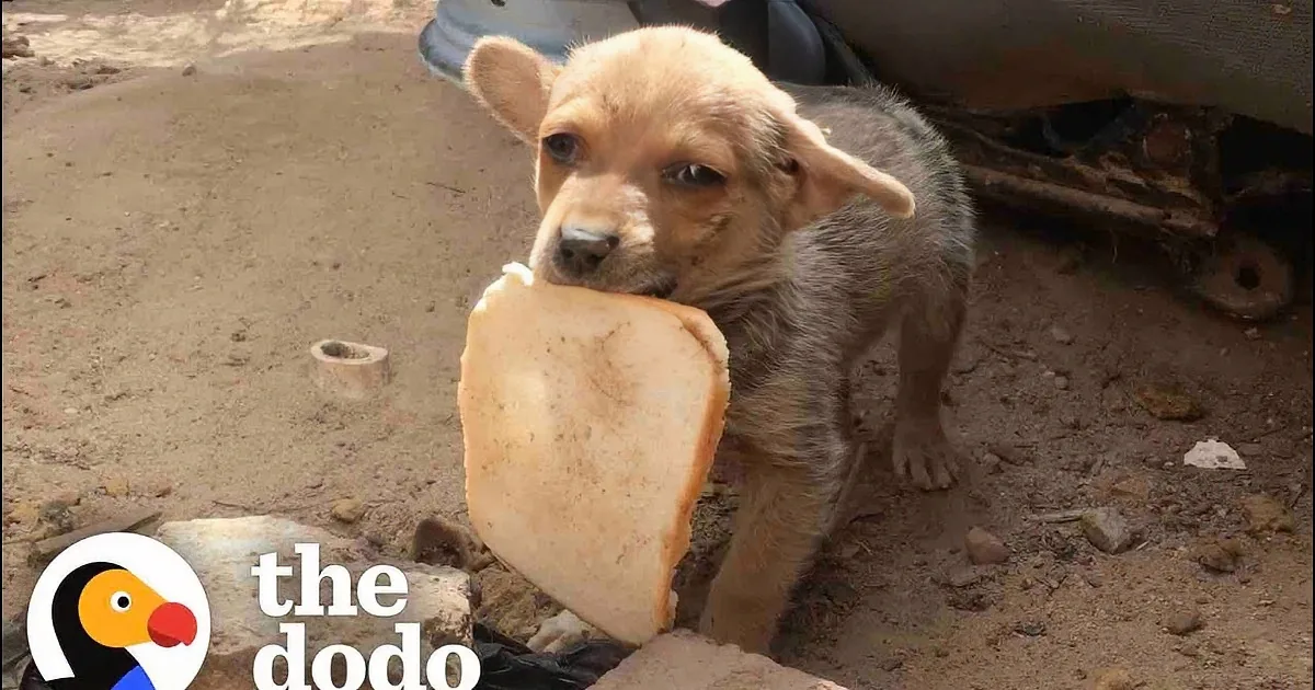 Lost and Lonely Puppy Offers Bread to Humans in Hope of Rescue