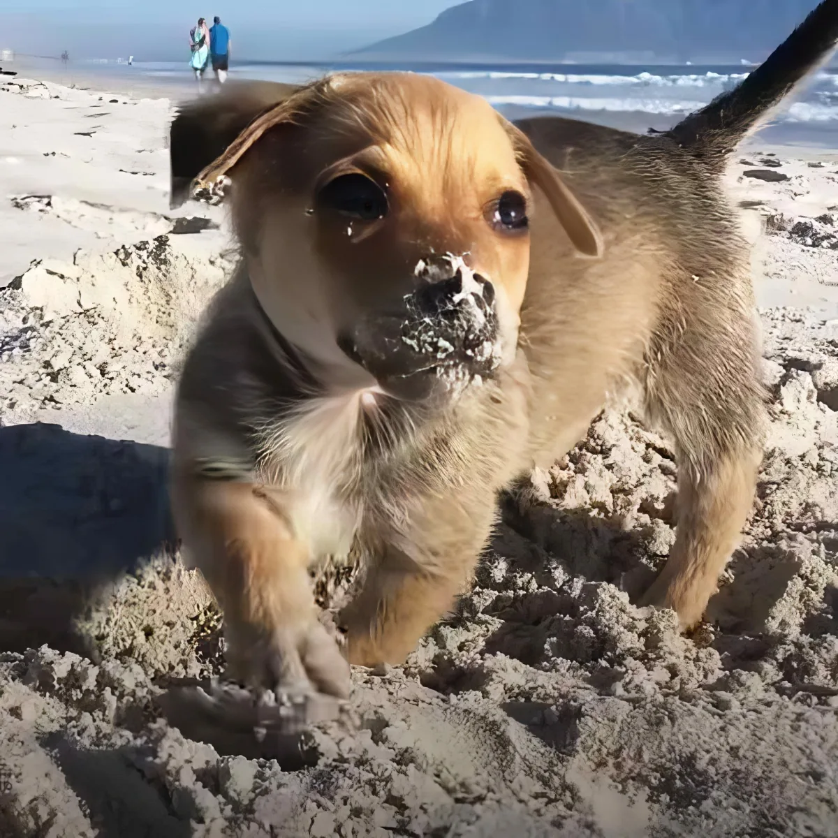 A sandy dog with a playful expression stands on a beach, surrounded by sand and with a distant couple walking in the...