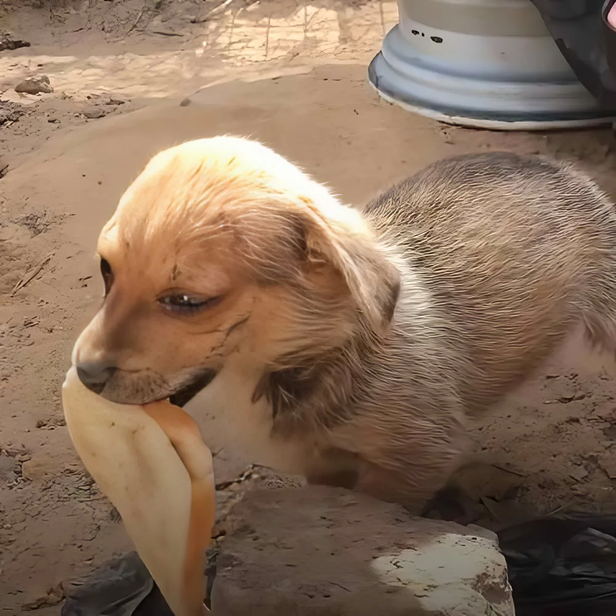 A small, dirty dog with a light brown coat is eating a piece of food on a dirt ground.