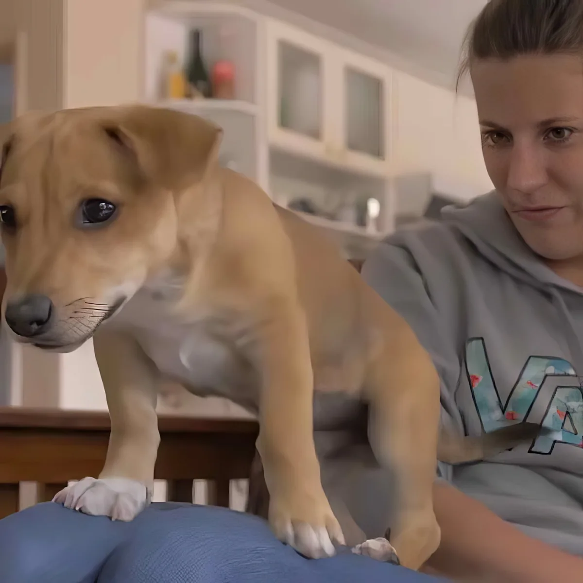A small, light brown puppy stands on a person's lap, looking to the left.