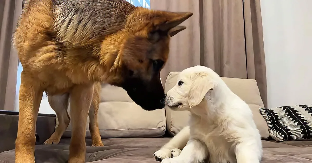 German Shepherd and his puppy sibling