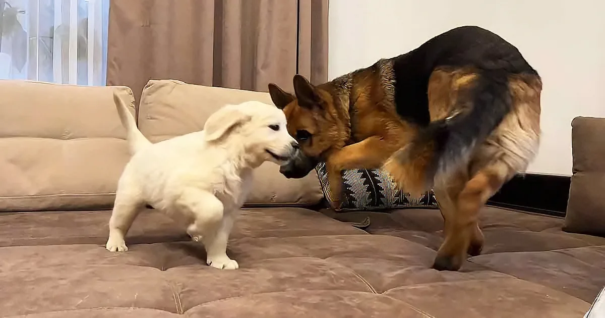German Shepherd and his puppy sibling
