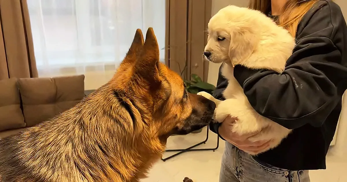 German Shepherd and his puppy sibling