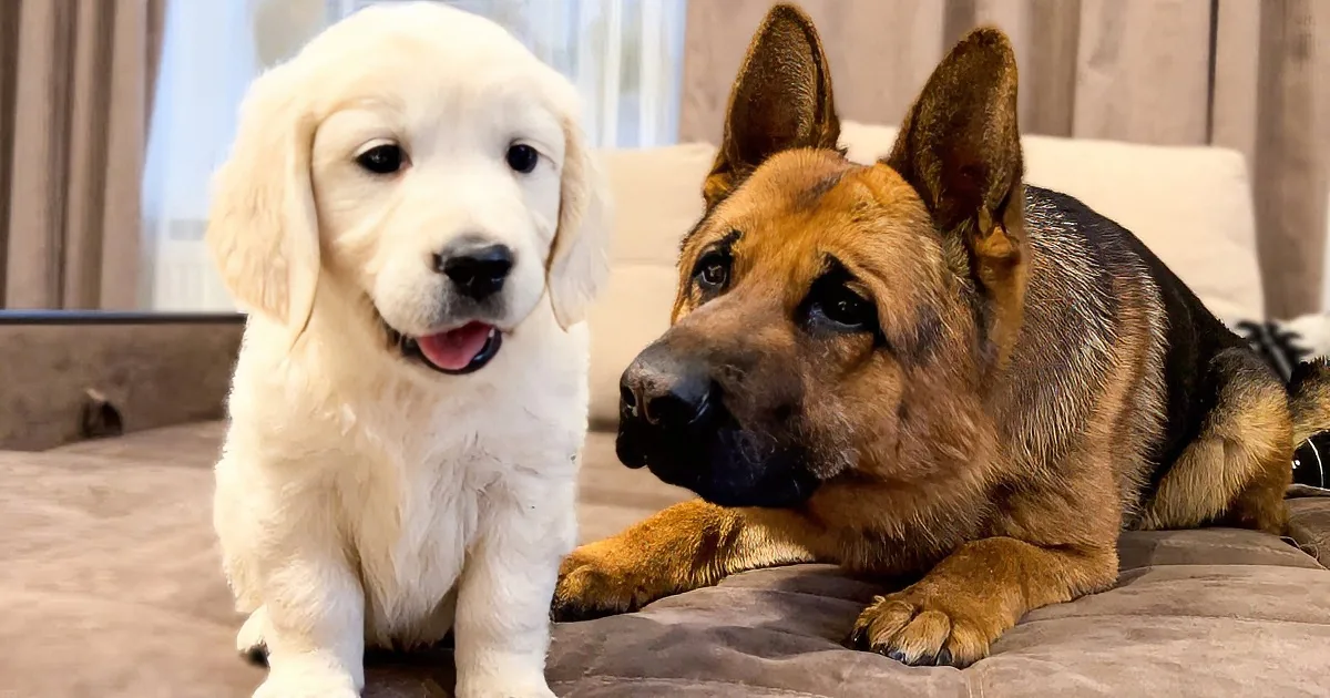 Inquisitive K9 Thinks He's a Police Dog - Investigates Puppy Sibling