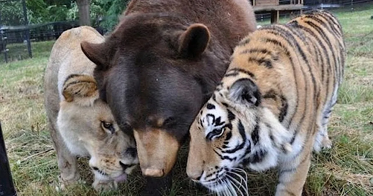 Lion, Tiger, and Bear Become Life-Long Friends