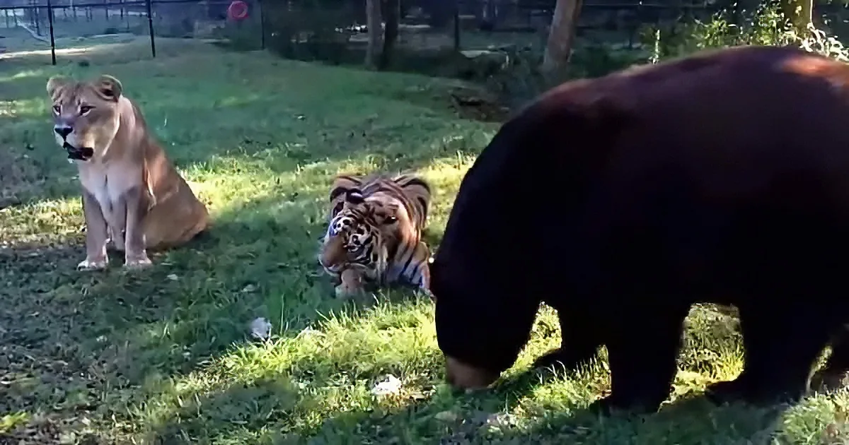 Lion, tiger, and bear