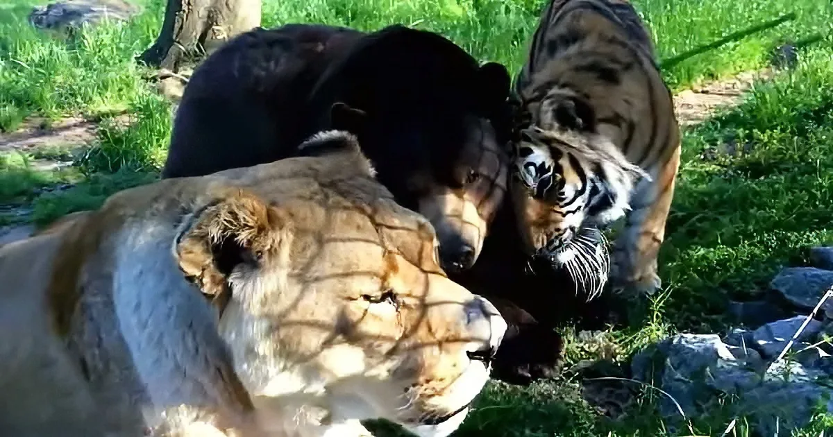 Lion, tiger, and bear