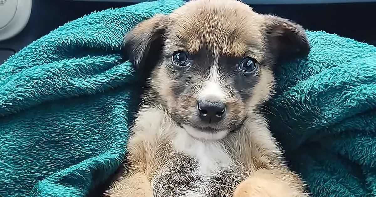 A cute puppy with brown and white fur rests on a teal towel, looking directly at the camera.