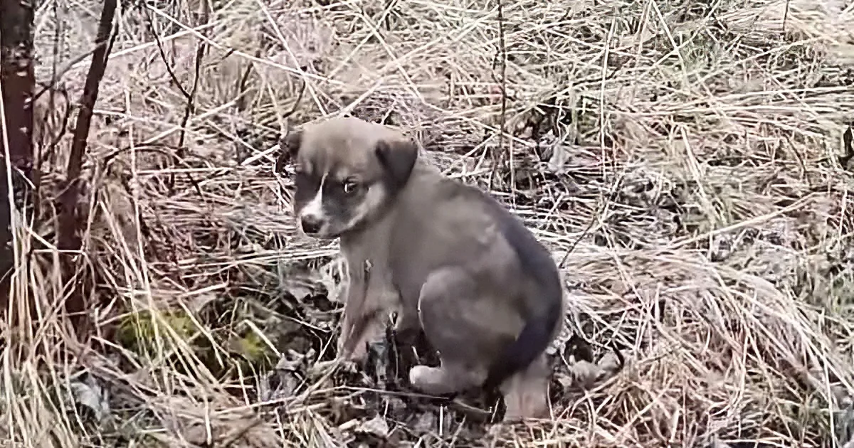 Scared abandoned puppy