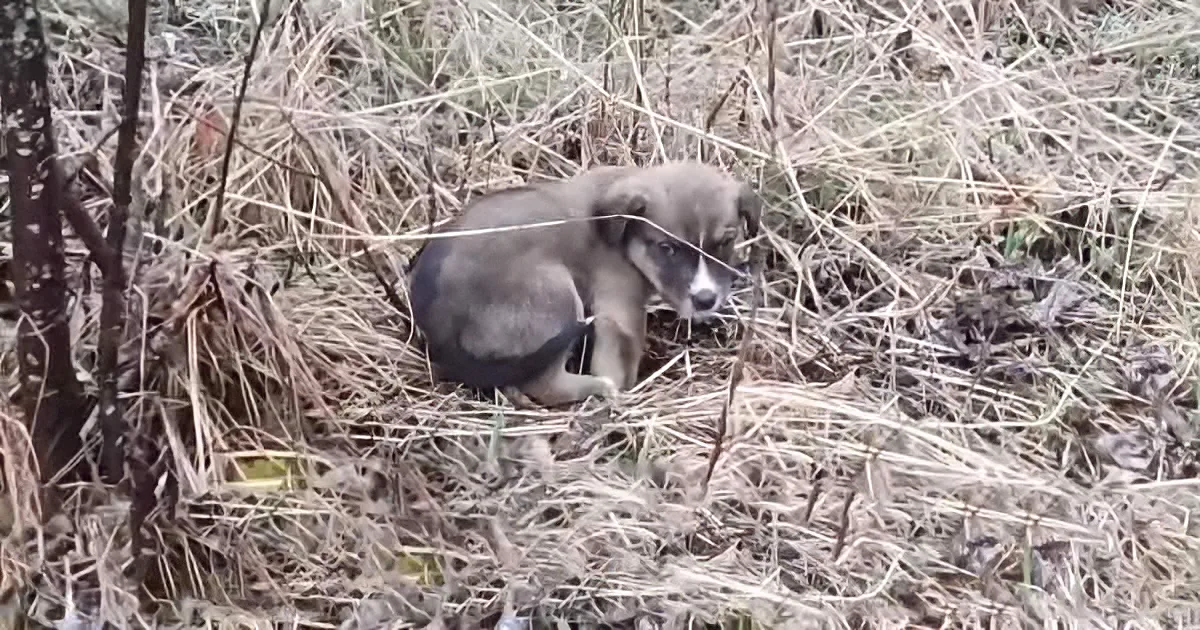 Abandoned Puppy Was Scared to Death After Being Thrown Away