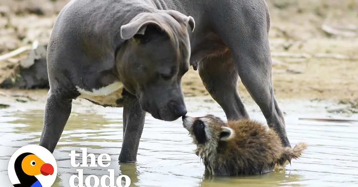 Mama Dog Teaches Her Rescued Raccoon Baby How to Survive in the Wild