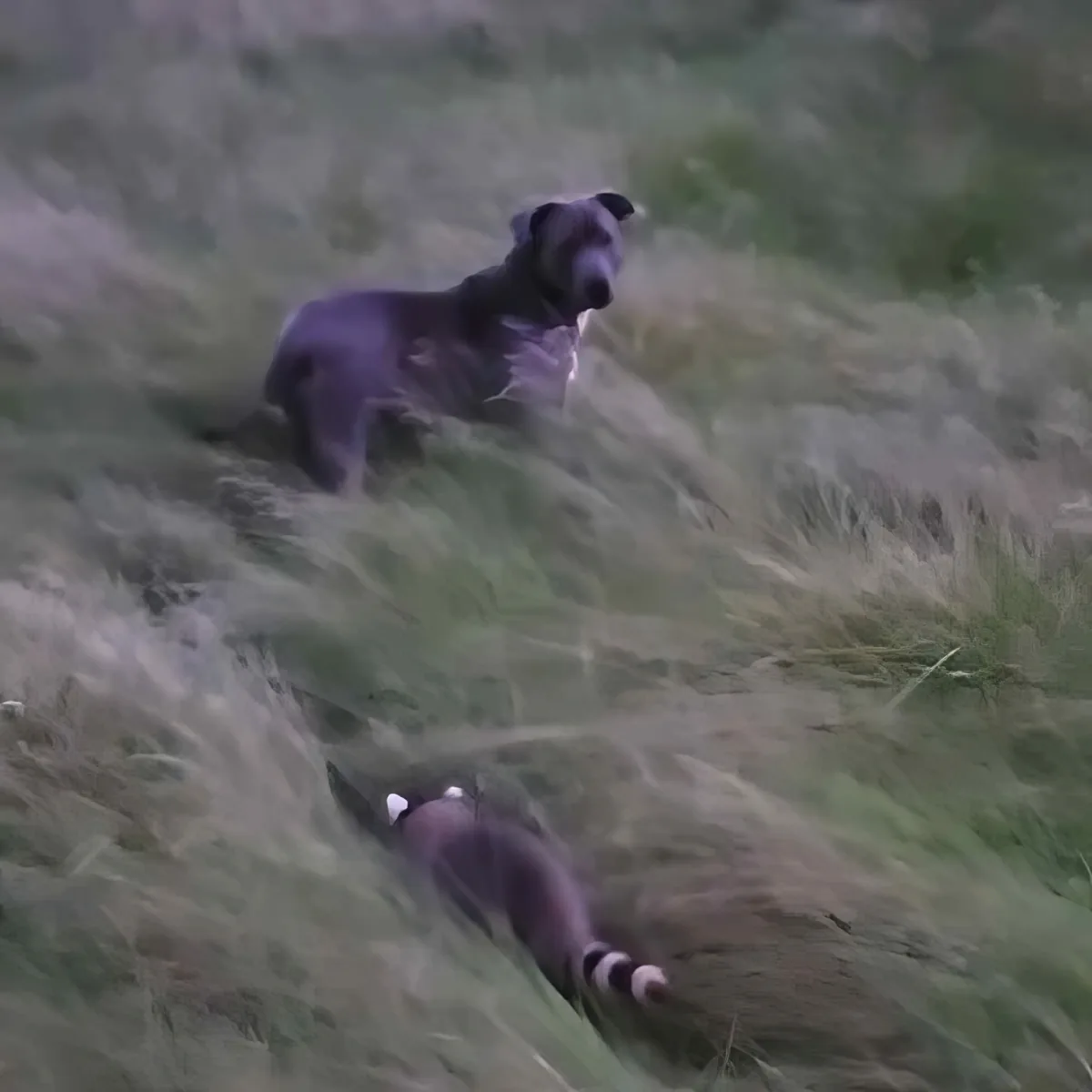 Mama dog and rescued raccoon