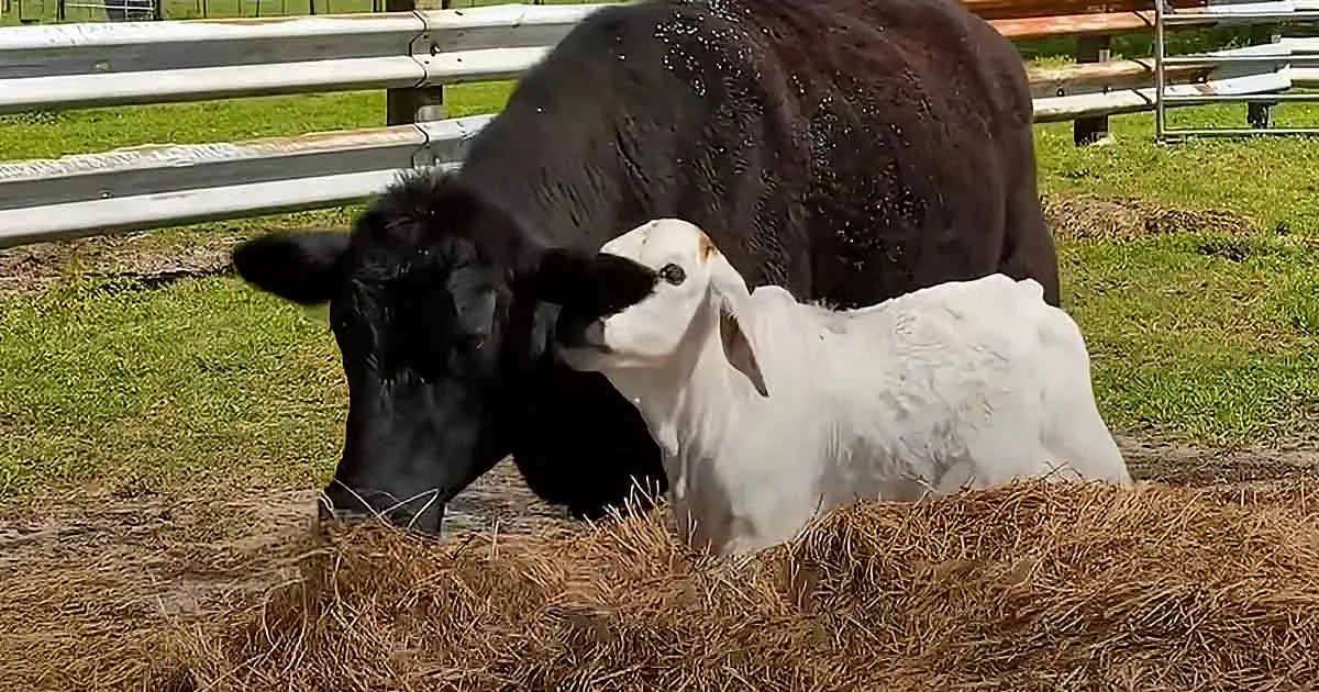 A black cow and a white calf are standing together on a grassy field, with hay in the foreground.