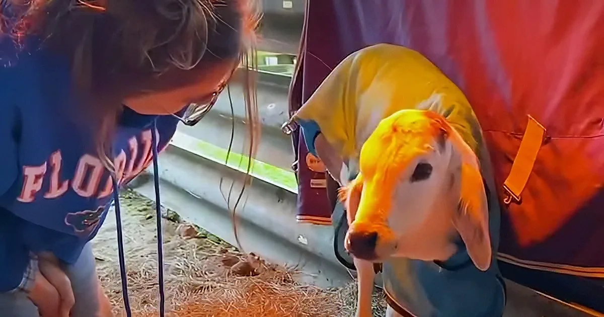 A person in a blue shirt leans over a small, yellow and white calf in a barn setting.