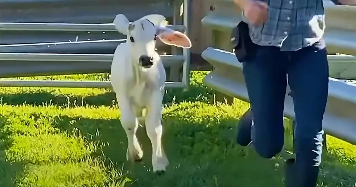 A white calf runs alongside a person in jeans and a plaid shirt on a grassy field.