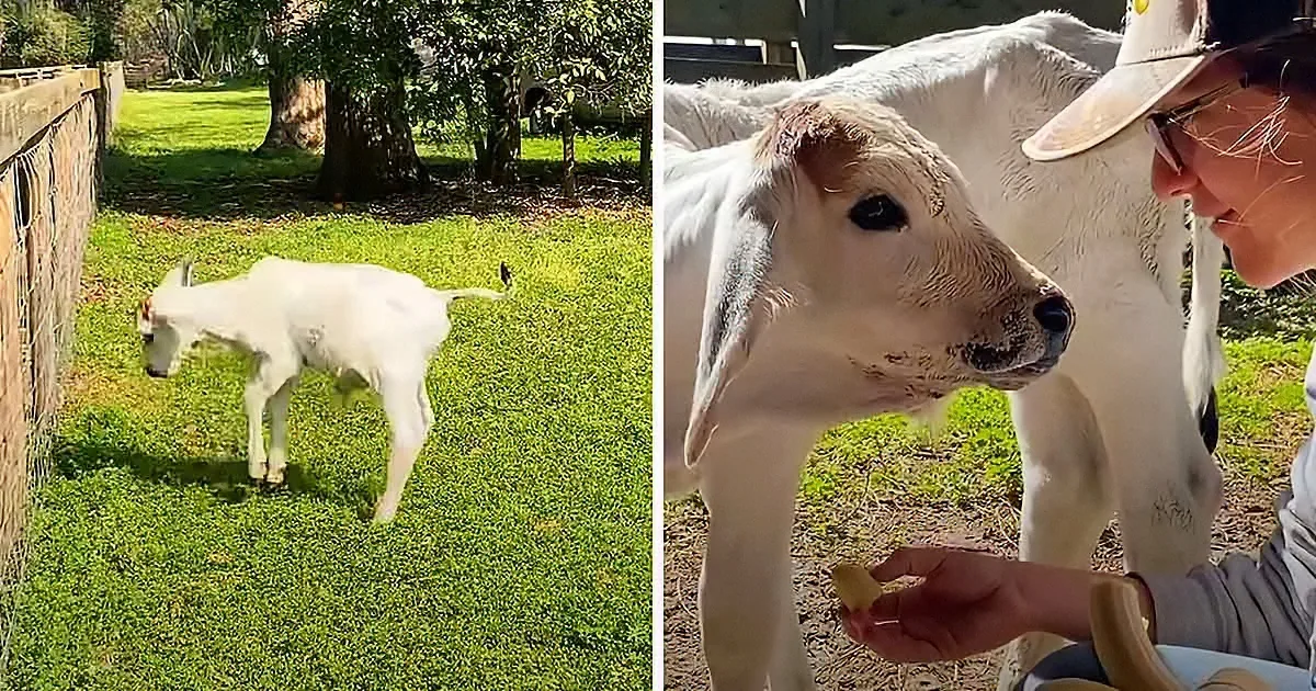 A Sassy Cow Does a Happy Jump; Becomes Everybody's Sweetheart