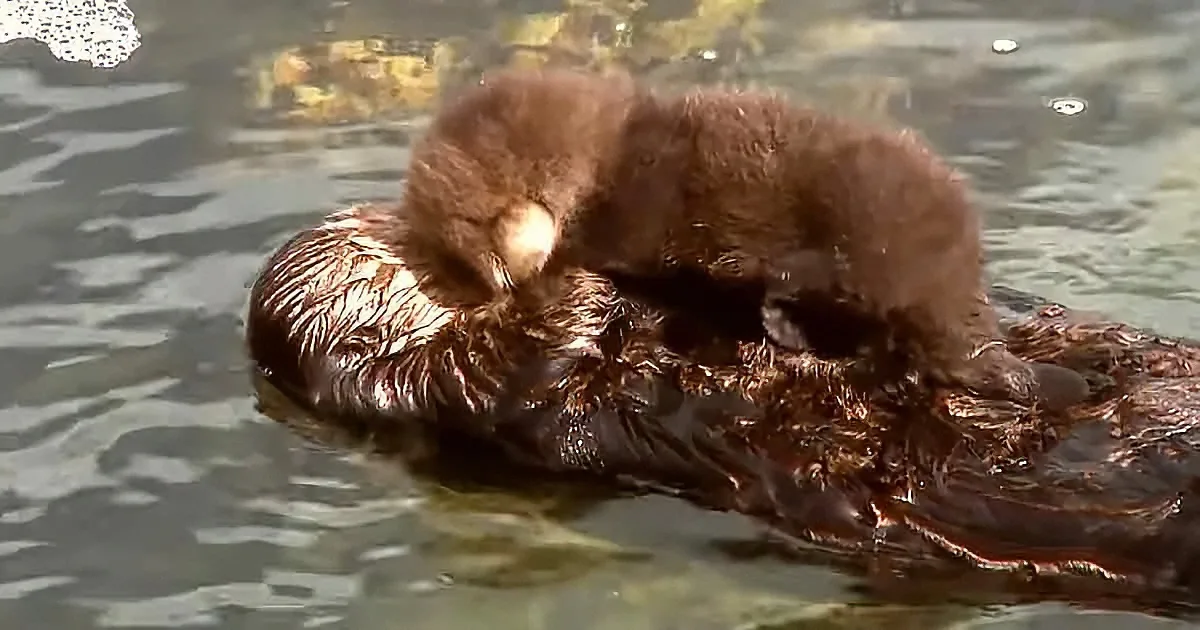 A sea otter with a baby on its back floats in water, both grooming themselves.