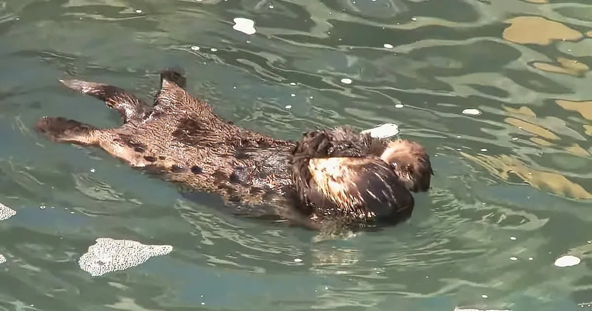 A sea otter floats on its back in calm water, its fur glistening.
