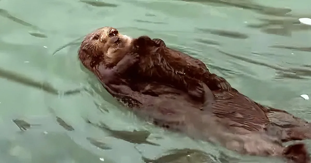 A sea otter floats on its back in water, holding its head up with one paw.