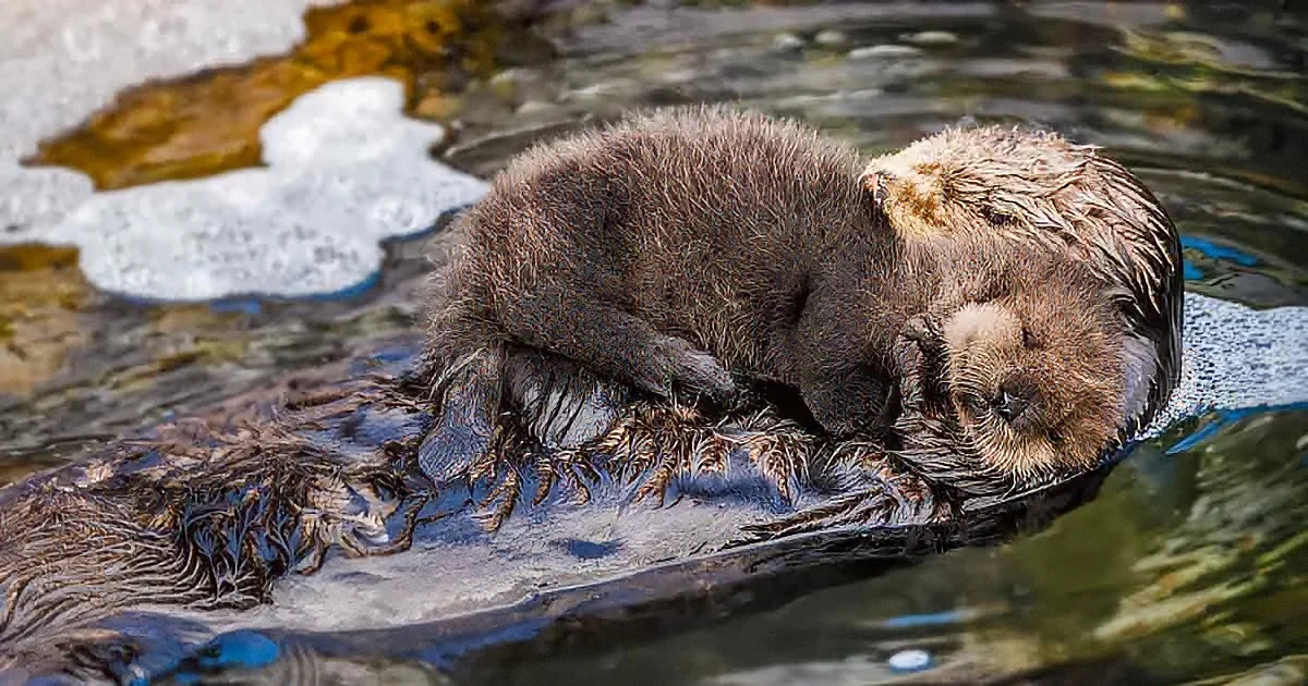 Mama Otter Acts as a Raft for the Cutest Fuzzy Floater