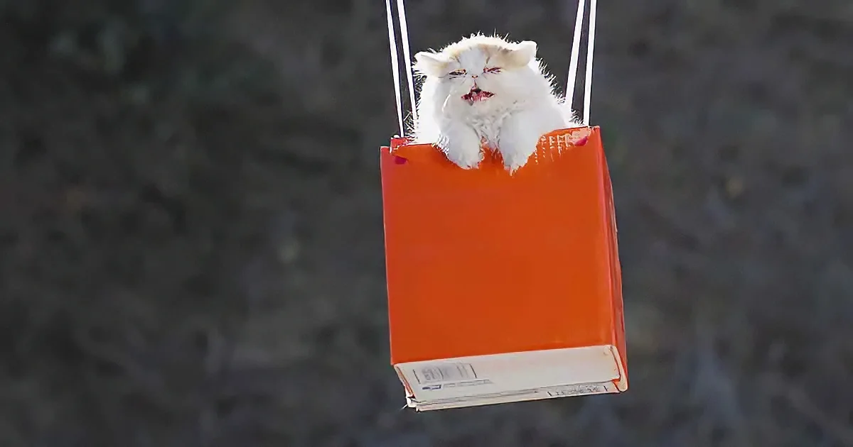 A fluffy white cat sits in an orange shopping bag suspended by strings against a dark background.