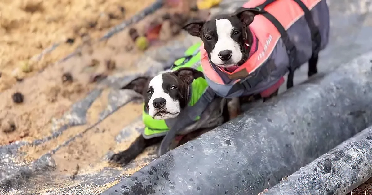 Two sweet puppy sisters
