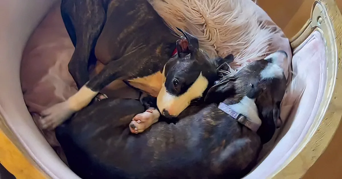 Two sweet puppy sisters