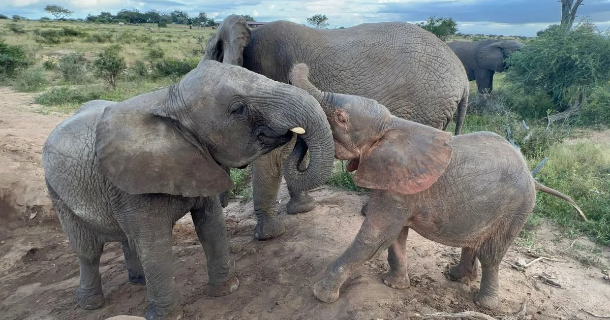 Little Elephants Play in the Sand While Their Sister Gets Jealous