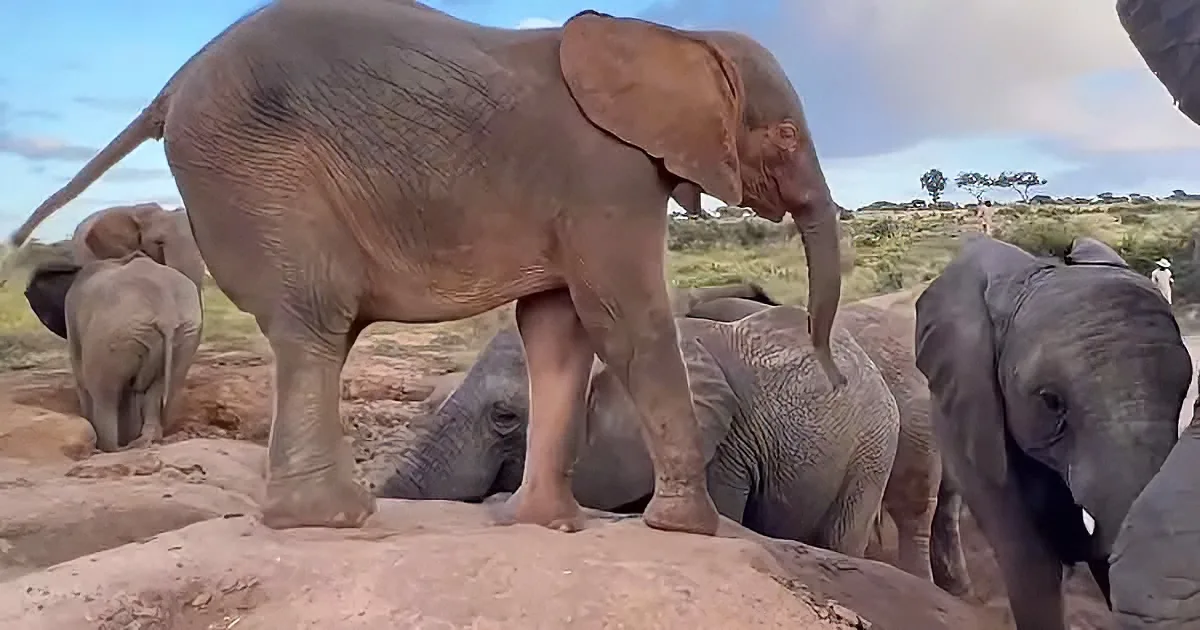 Little elephants playing in the sand