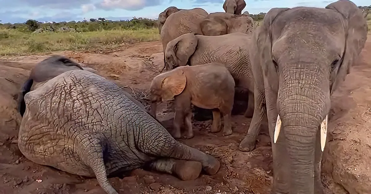 Little elephants playing in the sand
