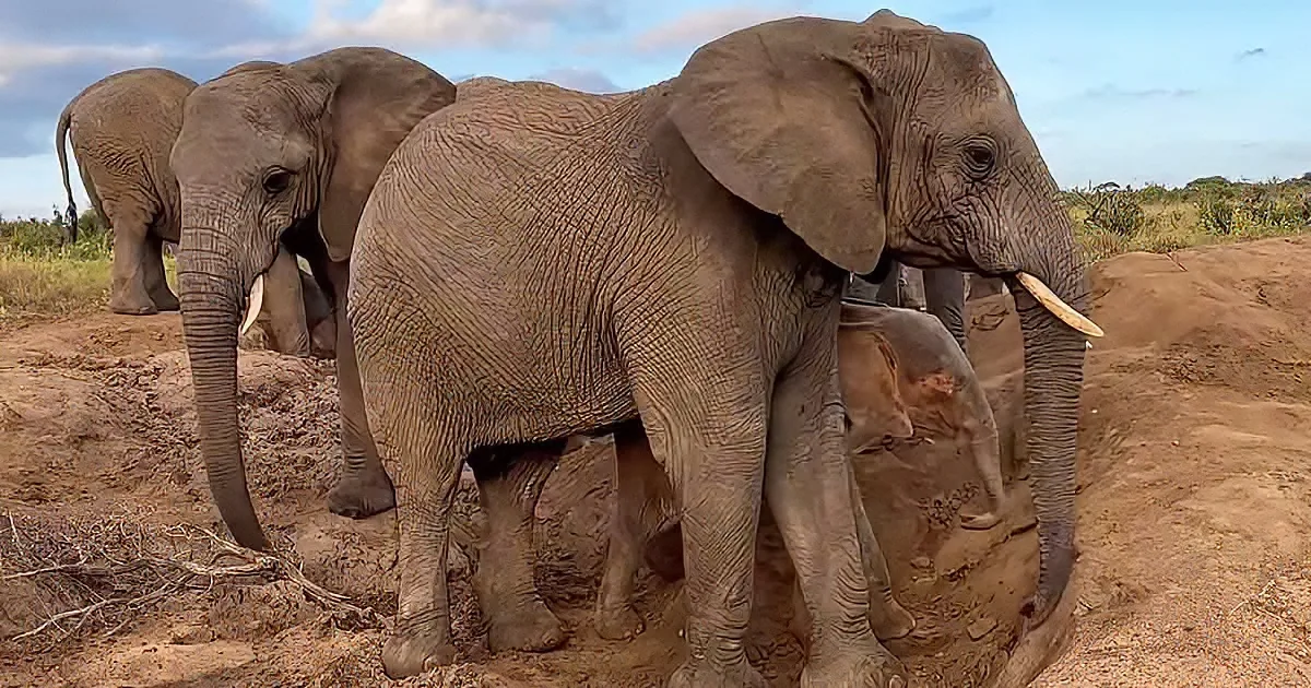 Little elephants playing in the sand