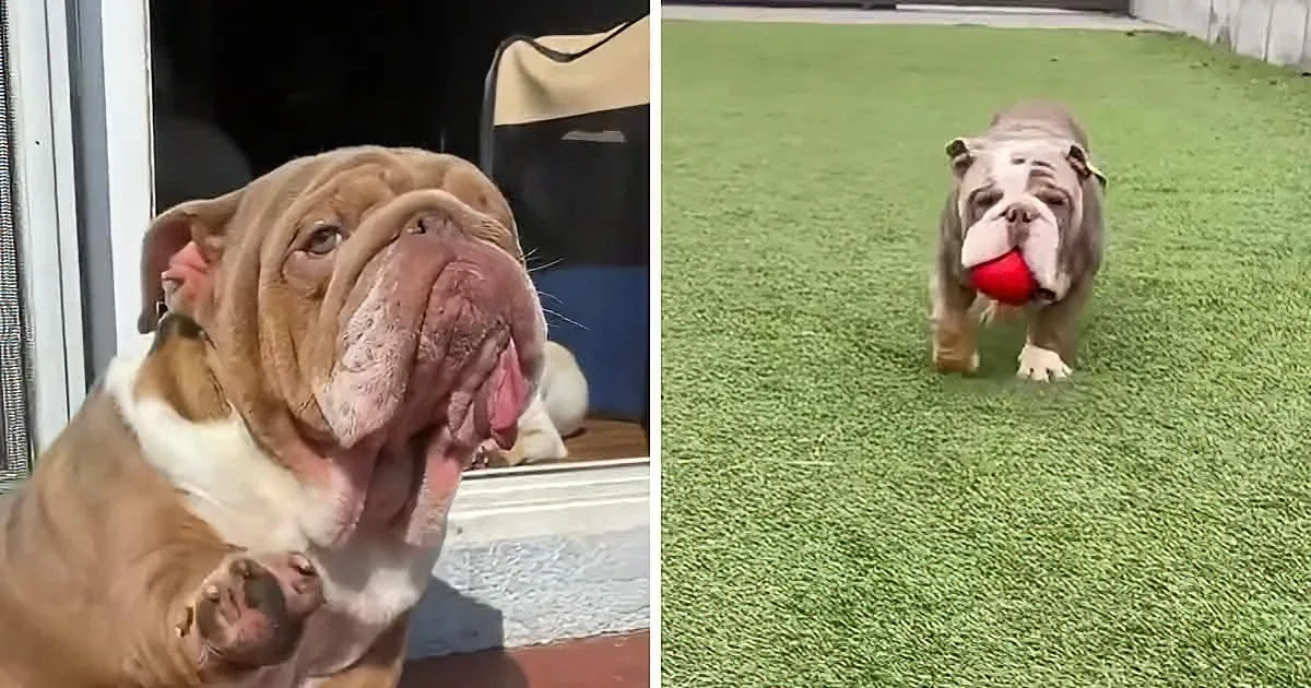 A bulldog with a wrinkled face sits indoors, then runs outside with a red ball in its mouth.