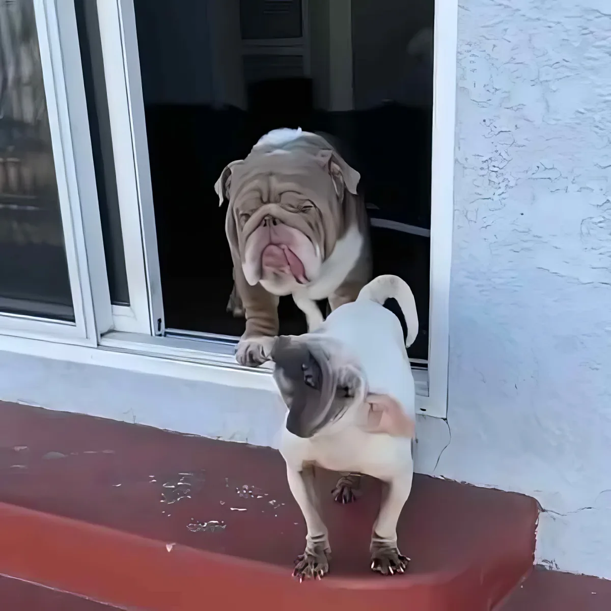 Special needs dog