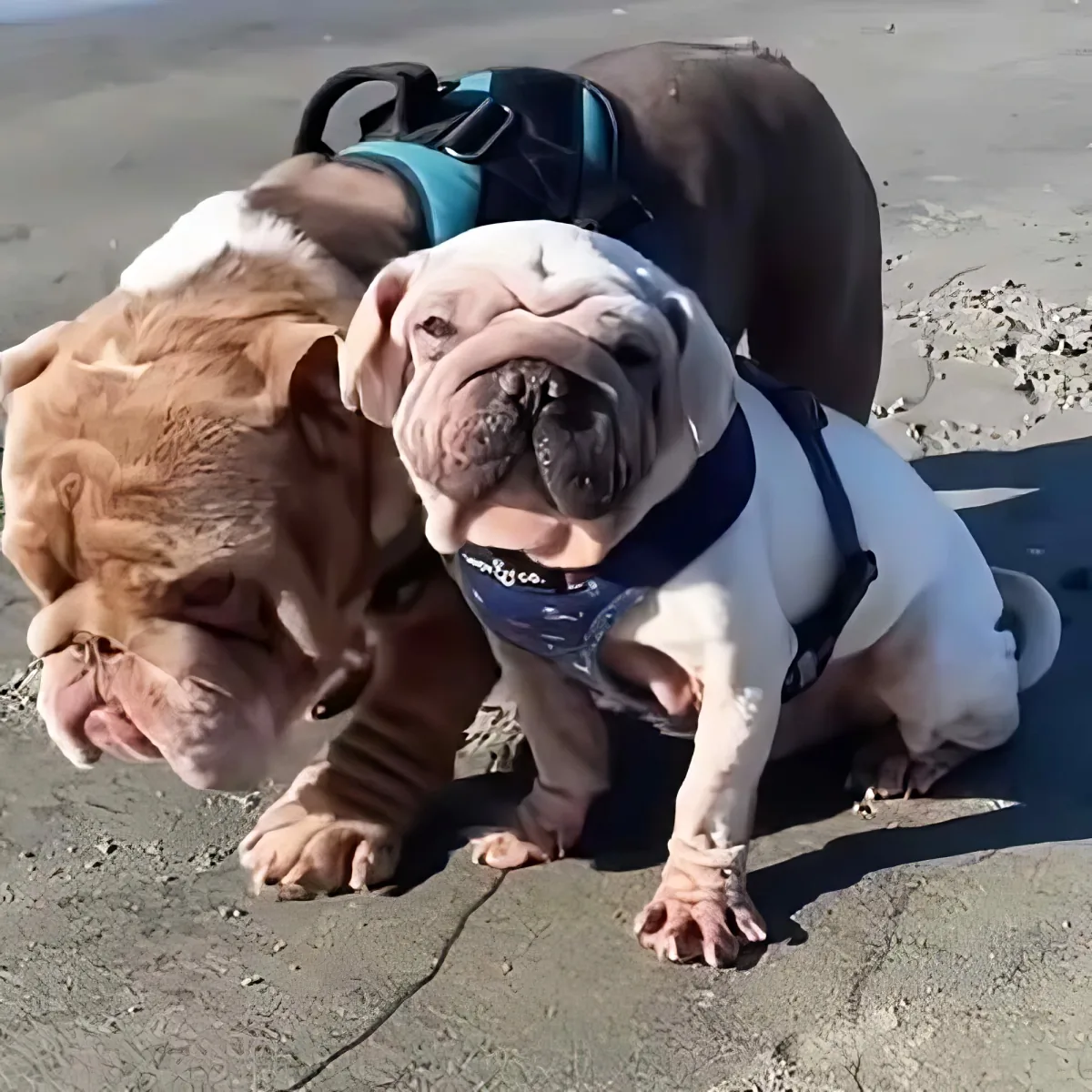 Special needs dog