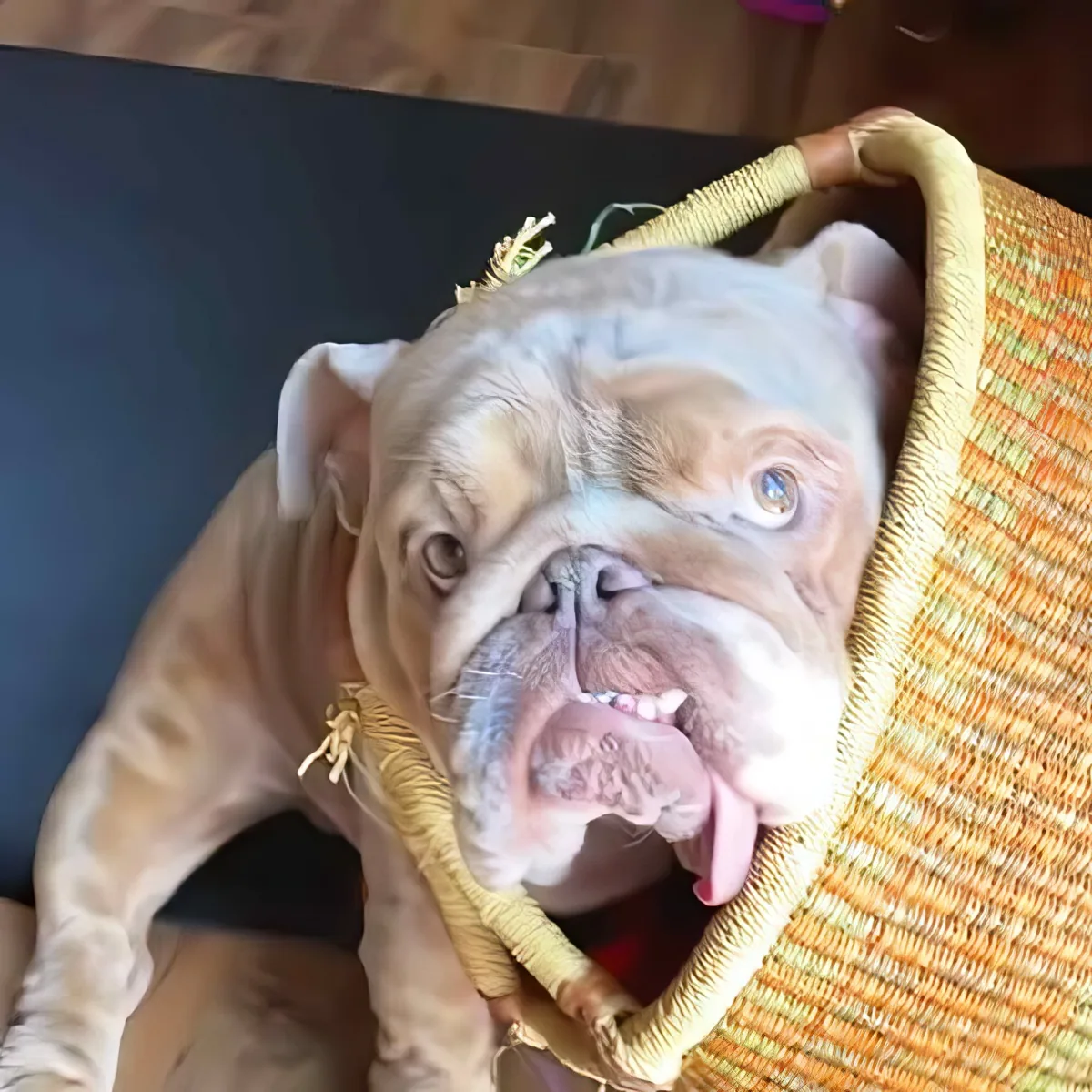 Special needs dog