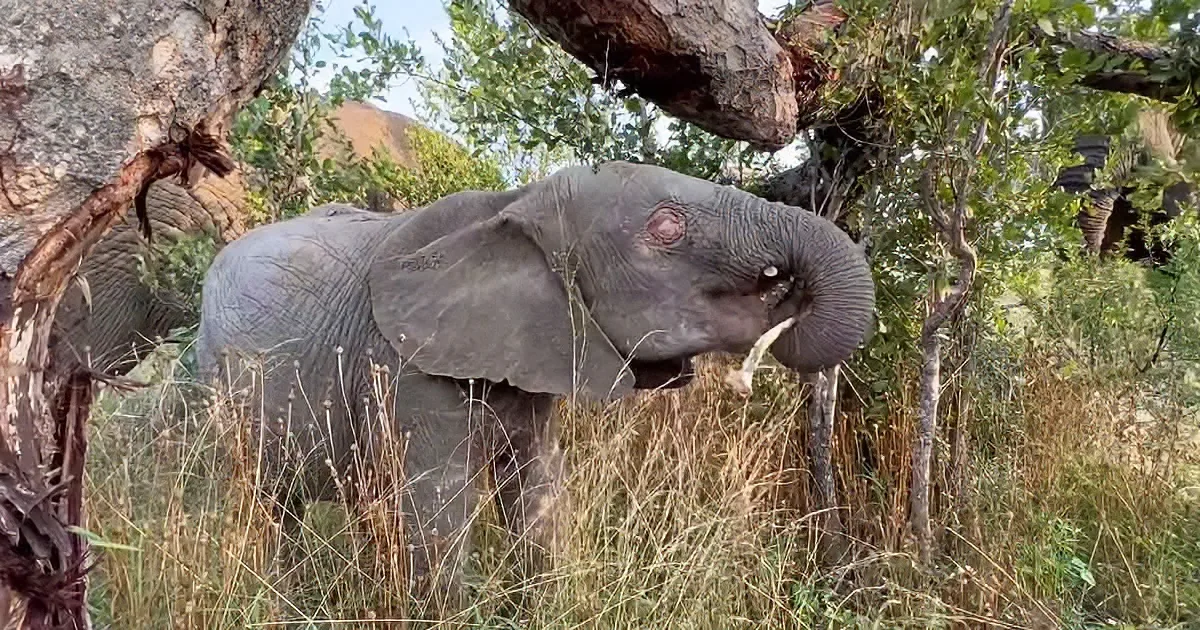 There's No Stopping a Baby Elephant With a Case of the Zoomies